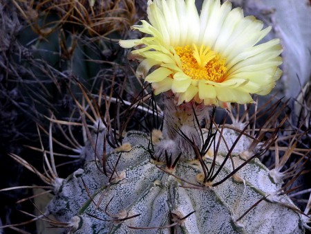 Astrophytum niveum